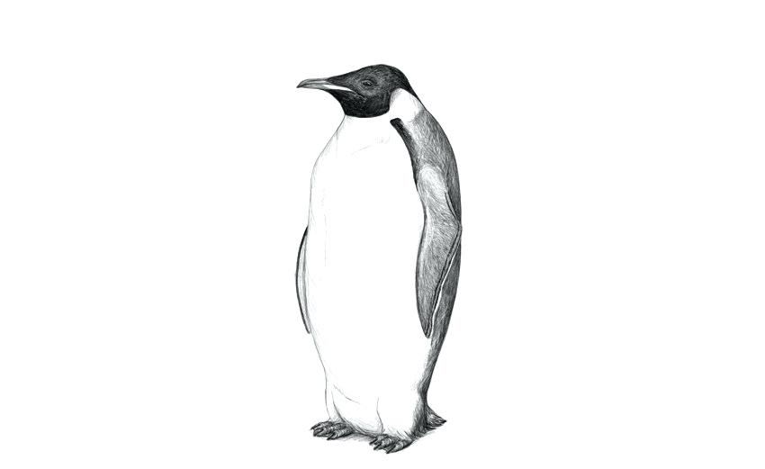 850x521 Penguin Drawing Easy P For Penguin Isolated Animal Alphabet