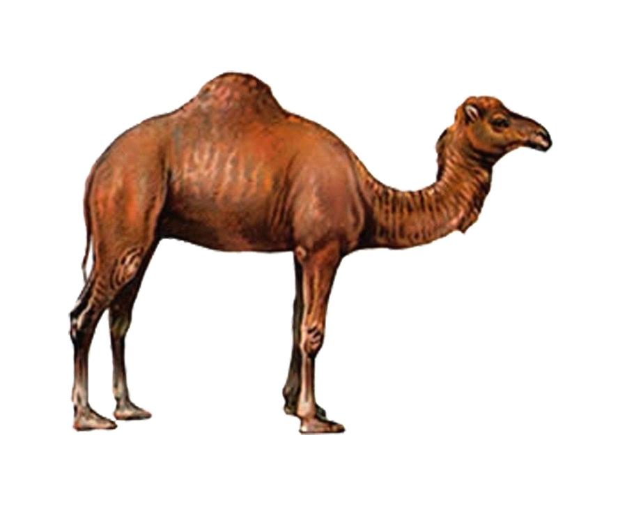 900x760 Camel Drawing