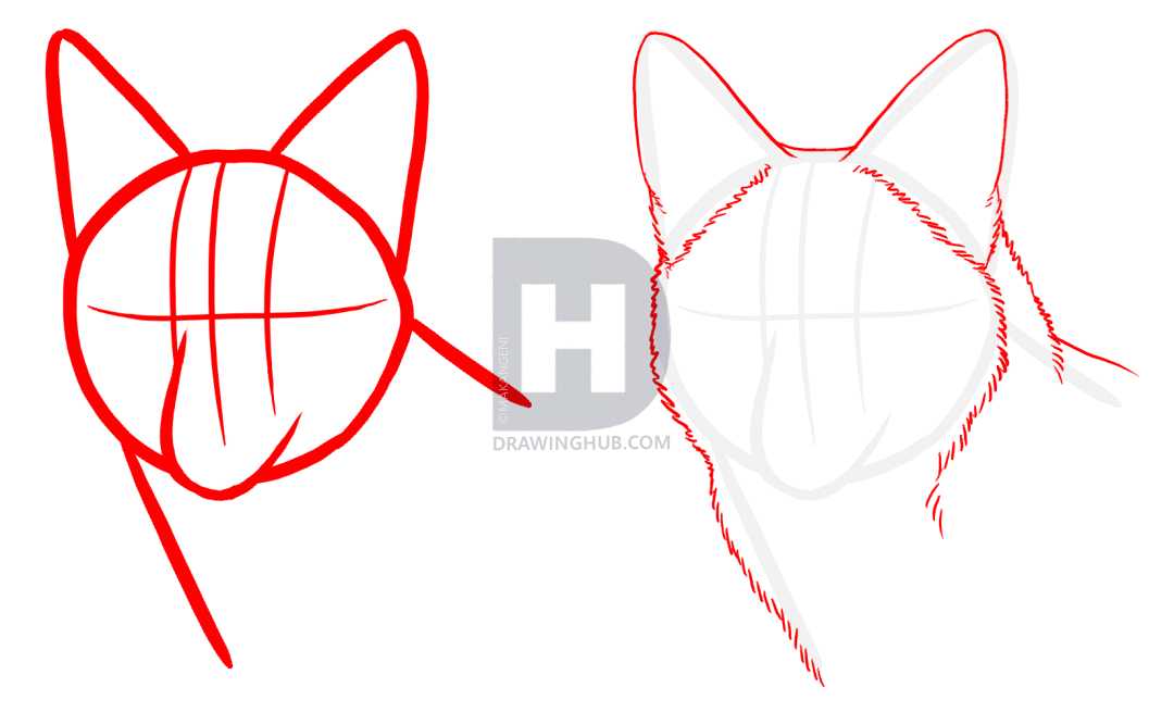 1080x655 How To Draw Coyotes, Prairie Wolf, Step