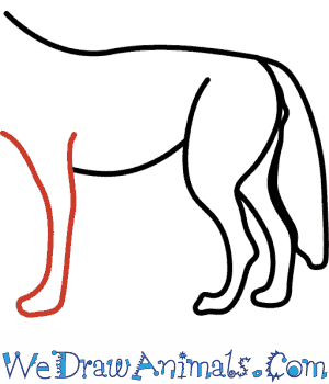 300x350 How To Draw A Coyote