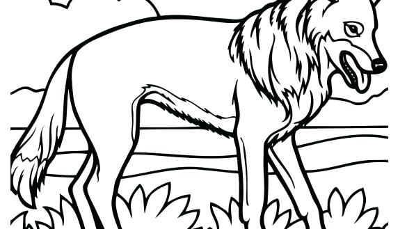 585x329 Images Of Coyote Coloring Page