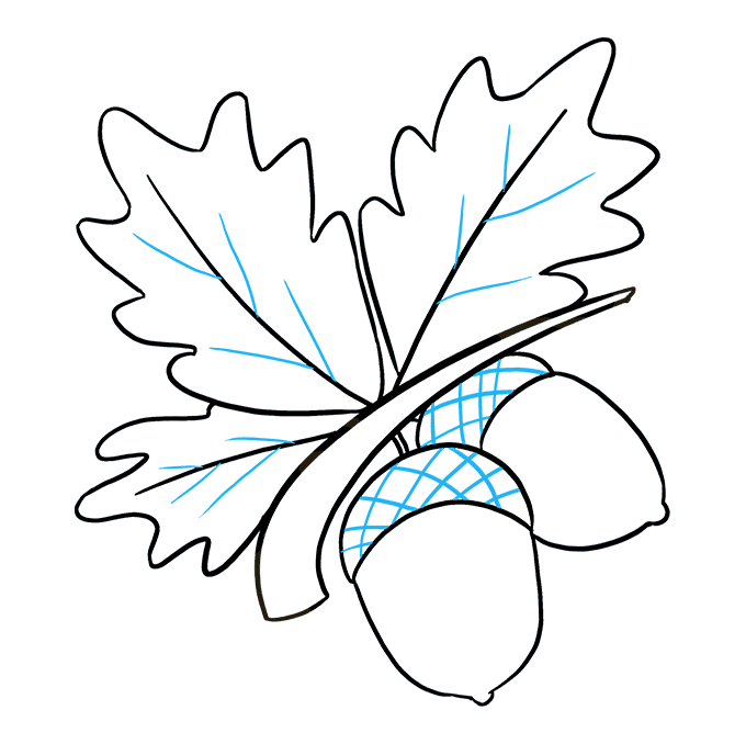 680x678 How To Draw Acorns