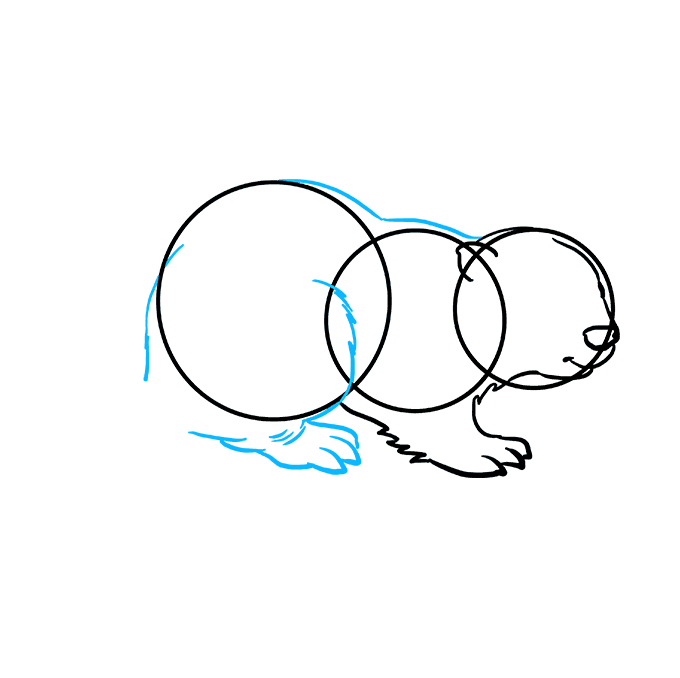 680x678 How To Draw A Beaver