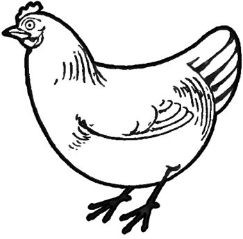 350x345 Easy Drawing Ideas For Art Class Or How To Draw Chickens Hens