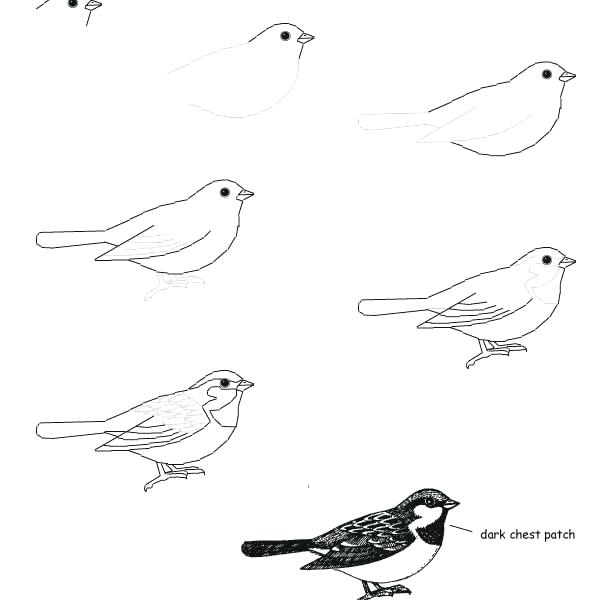 612x600 Easy Bird Drawing Easy Bird Drawing Step