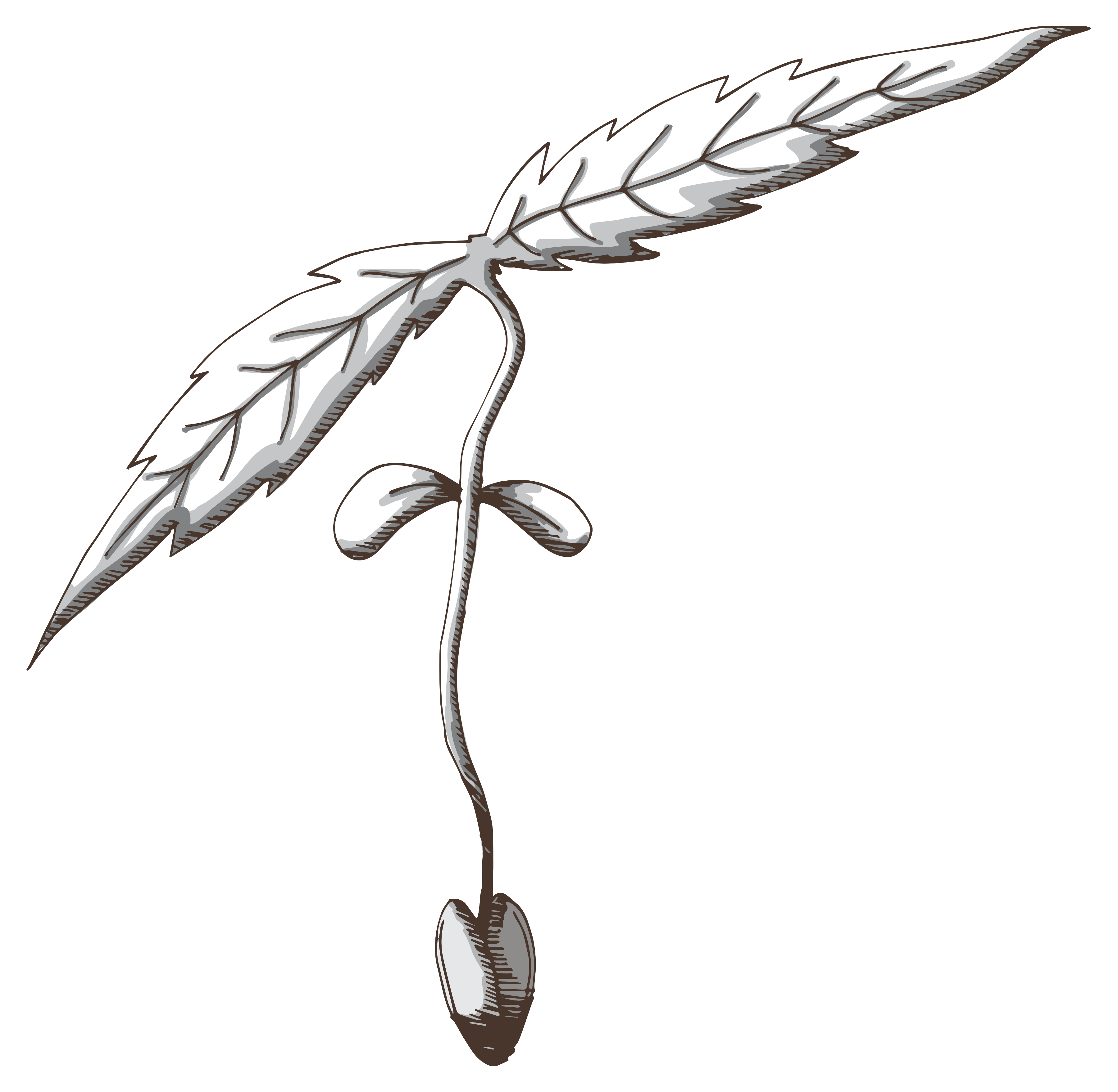 3600x3519 Collection Of Free Coral Drawing Easy Download On Ui Ex