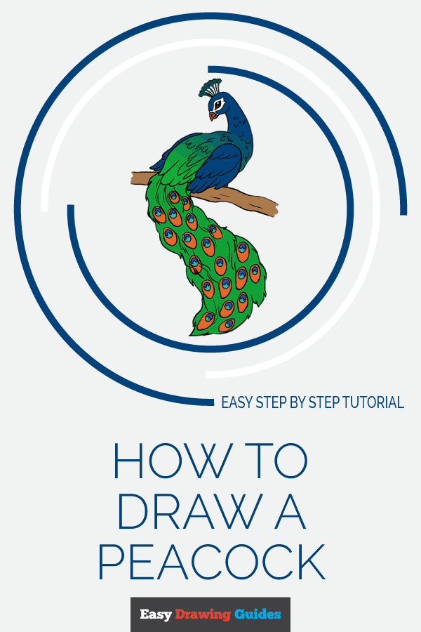 600x900 How To Draw A Peacock In A Few Easy Steps Easy Drawing Guides