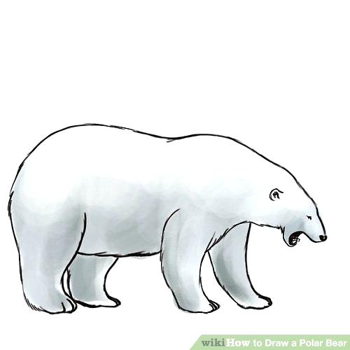 500x500 bear to draw easy to draw bear drawing pencil grizzly bear