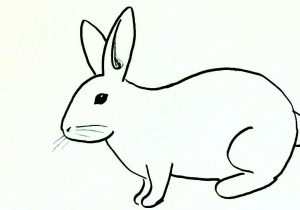 300x210 How To Draw A Easy Bunny Step