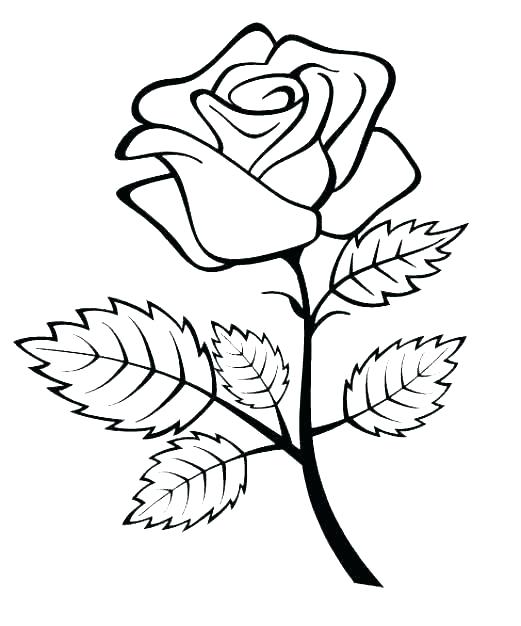 521x626 Simple Rose Drawing Cool Drawings Of Flowers Photos Cool Flower