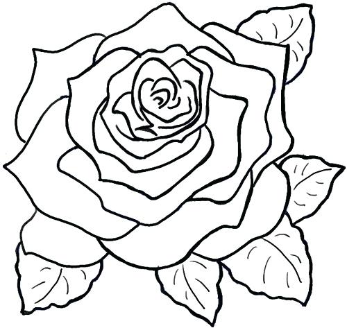 500x473 Simple Roses Drawings Easy To Draw Rose Awesome Easy To Draw Rose