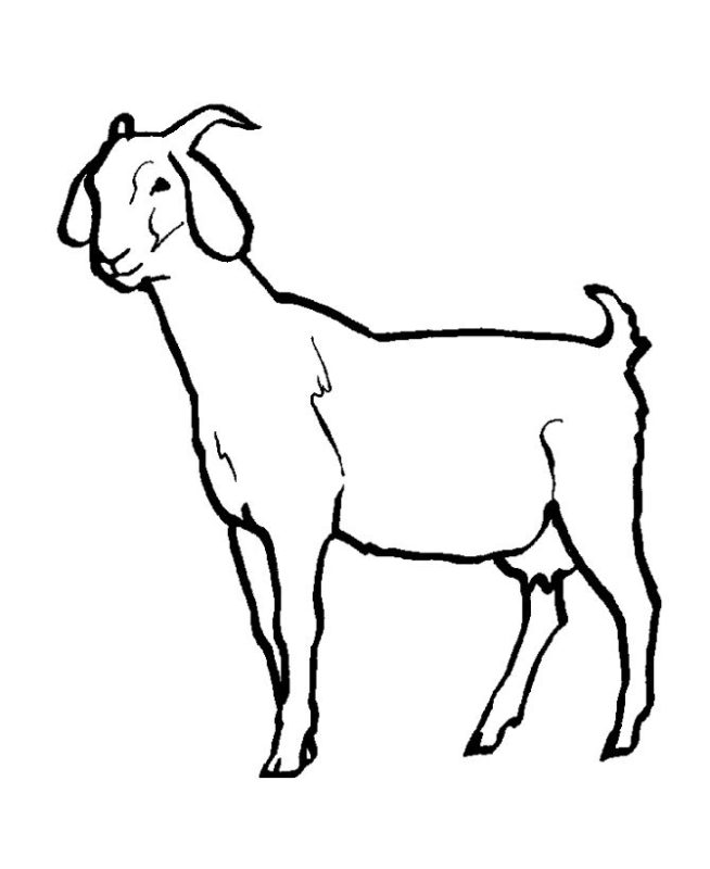 654x800 Goat Clipart