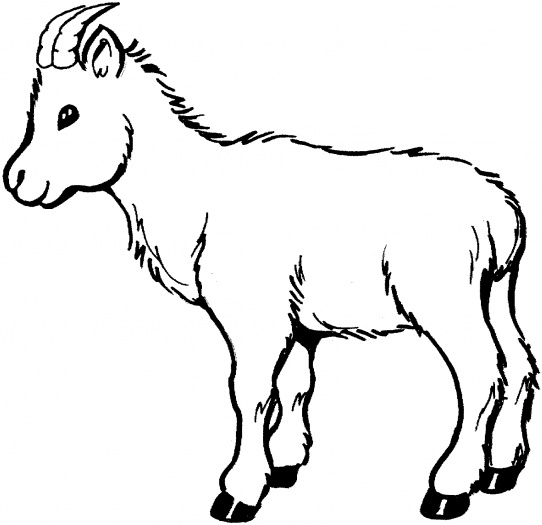 542x525 Goat Clipart Easy