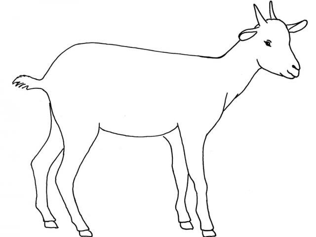 Easy Goat Drawing | Free download on ClipArtMag