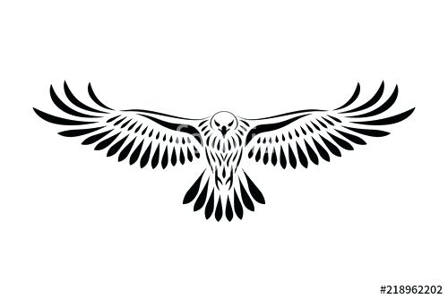 500x334 Hawk Drawing