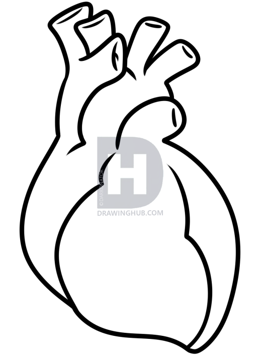 525x720 Drawing A Human Heart For Kids, Step