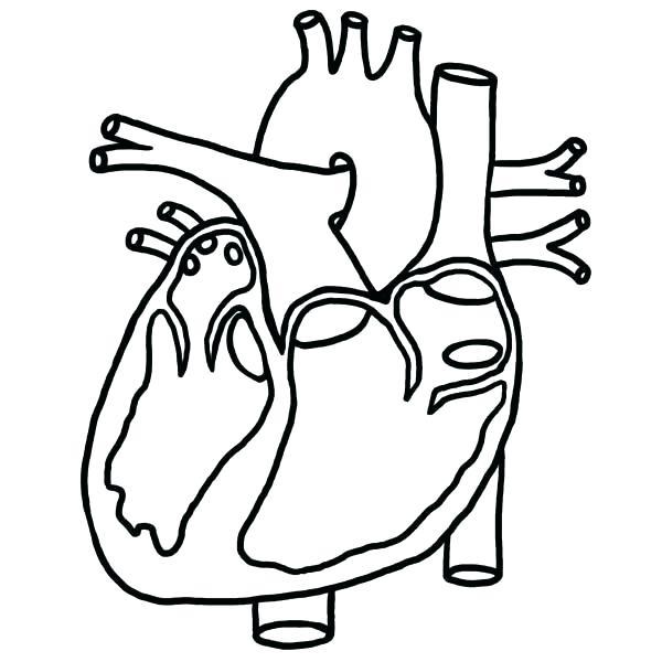 600x600 heart anatomy coloring pages heart diagram coloring sheet anatomy