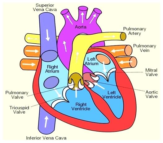 526x462 Diagram Of Digestive System Human Large Heart Label Anatomy