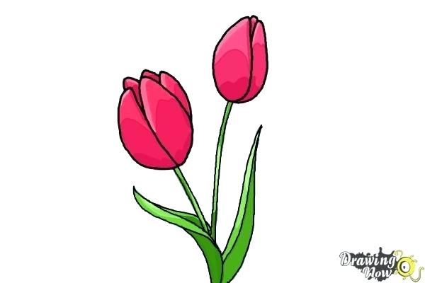600x400 How To Draw A Tulip Step