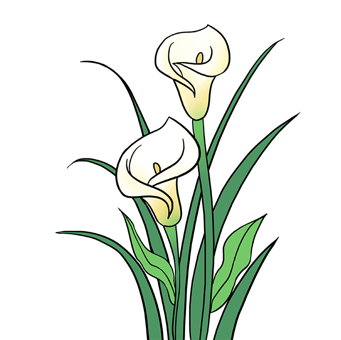 680x678 How To Draw A Calla Lily