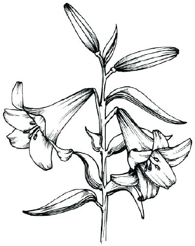 400x505 How To Draw Realistic Flowers Step