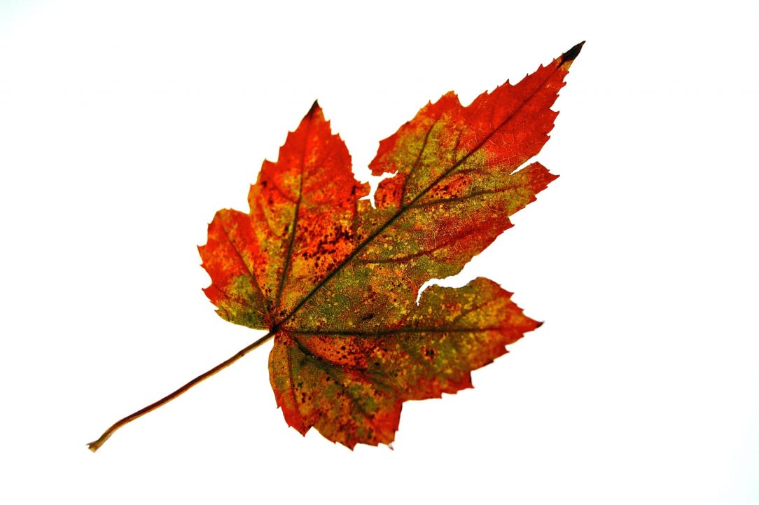 1084x721 Leaf Drawing Activity Cutter Ant Clover Easy Oak Botanical