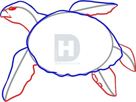 522x394 steps to draw a turtle how to draw a cartoon turtle easy steps