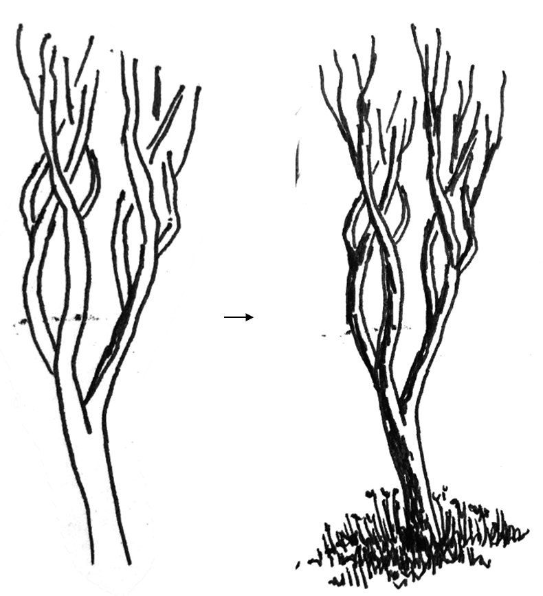 790x868 Drawing A Winterscape