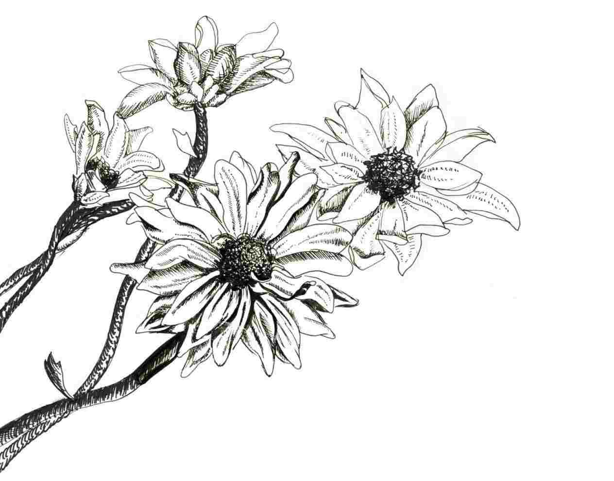 1264x992 Easy Easy Pen And Ink Drawings Of Flowers Pen Drawing