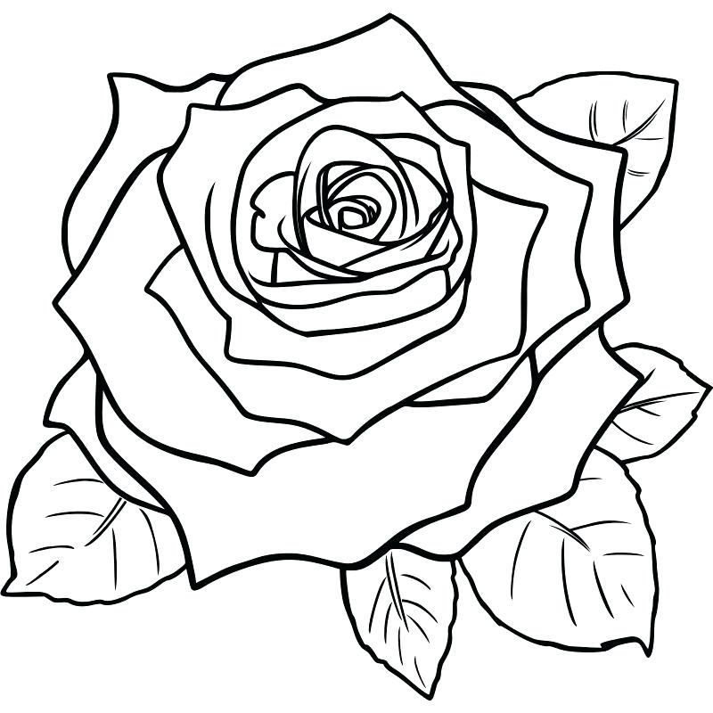 800x800 Rose Drawing Steps