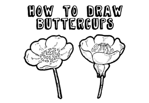 300x208 How To Draw Flowers Drawing Tutorials Drawing How To Draw