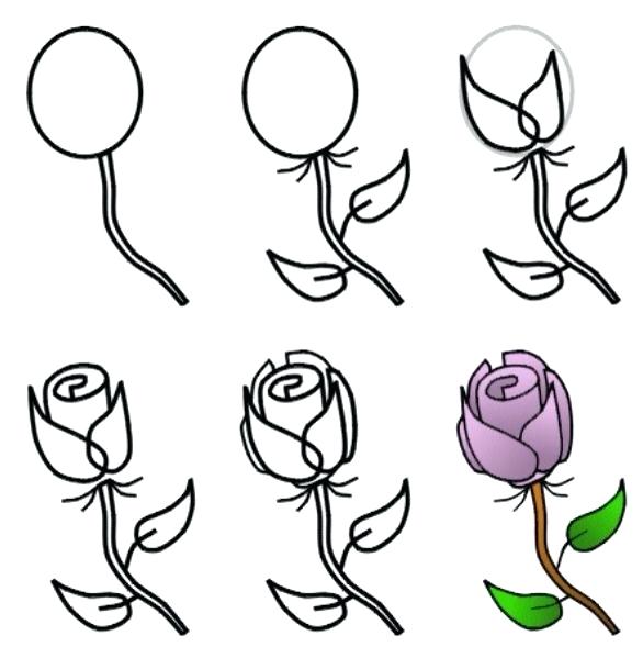586x589 Rose Drawing Simple Rose Drawing Easy Step