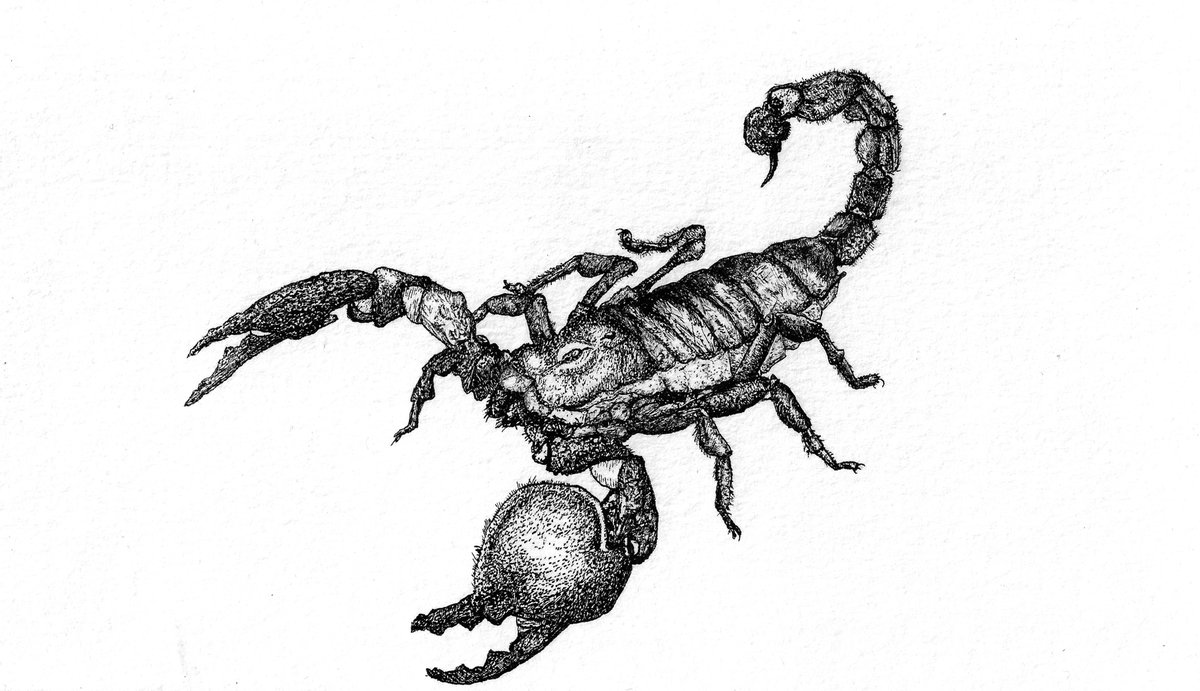 Скорпион s1e6. Скорпионы. Скорпион рисунок. Трансформация скорпиона. Самый большой Скорпион в мире.