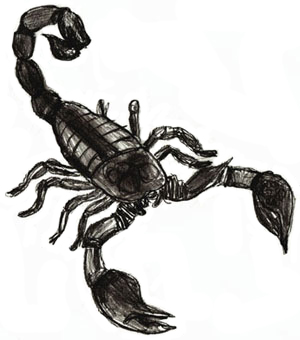 300x340 How To Draw A Scorpion
