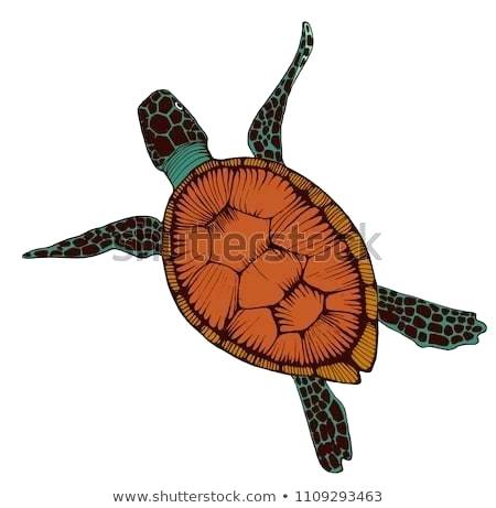 450x461 Drawing Of Sea Turtle Step How To Draw A Sea Turtle Step