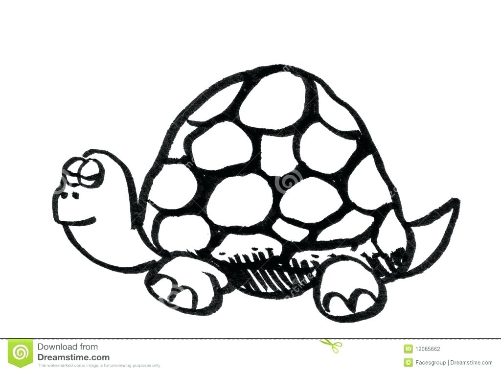 1024x762 Drawing Of Turtles How To Draw A Turtle For Kids Step