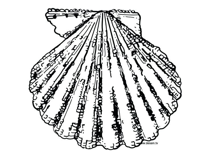 728x546 Coloring Pages For Kids Fall Disney Pdf Sea Shells Seashell