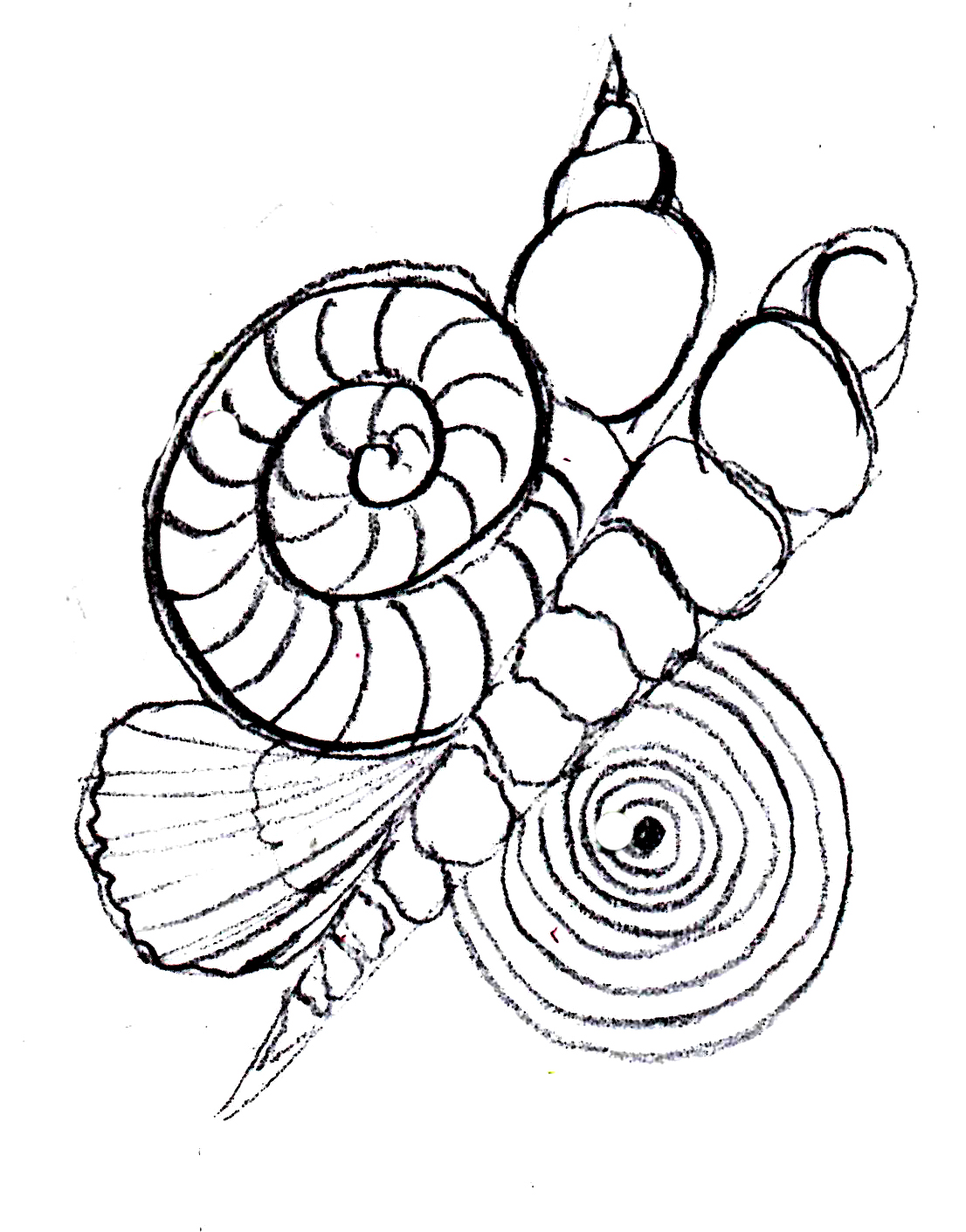 1106x1411 Easy Seashell Drawing