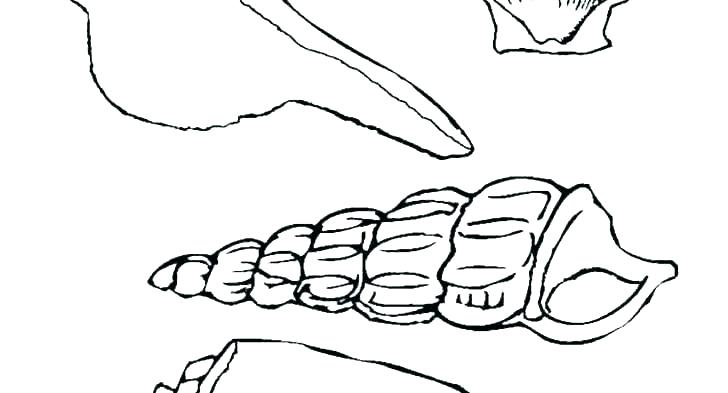 728x393 Large Seashell Coloring Pages Sea Shell Coloring