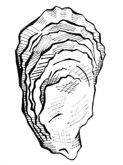 407x543 sea shell art in oysters, shell