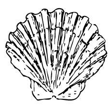 230x230 Top Free Printable Shell Coloring Pages Online