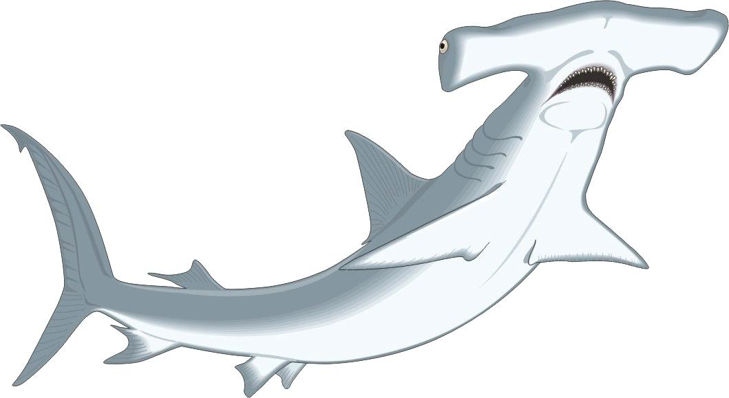 1059x579 Hammerhead Shark Drawings