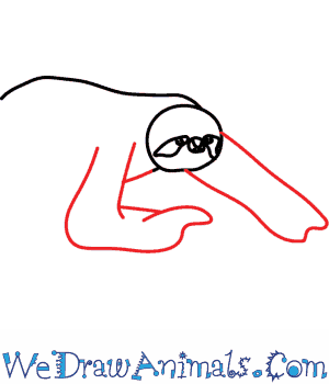 300x350 How To Draw A Sloth