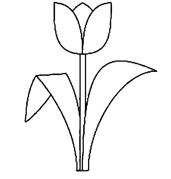 Easy Tulip Drawing
