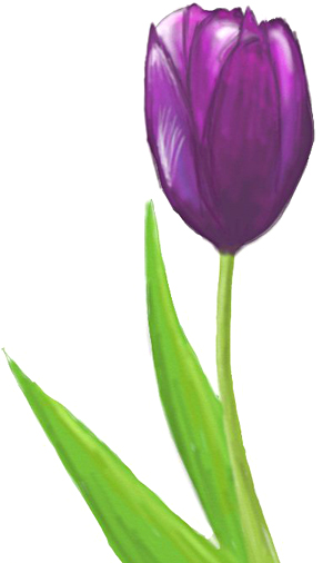 300x506 How To Draw A Tulip
