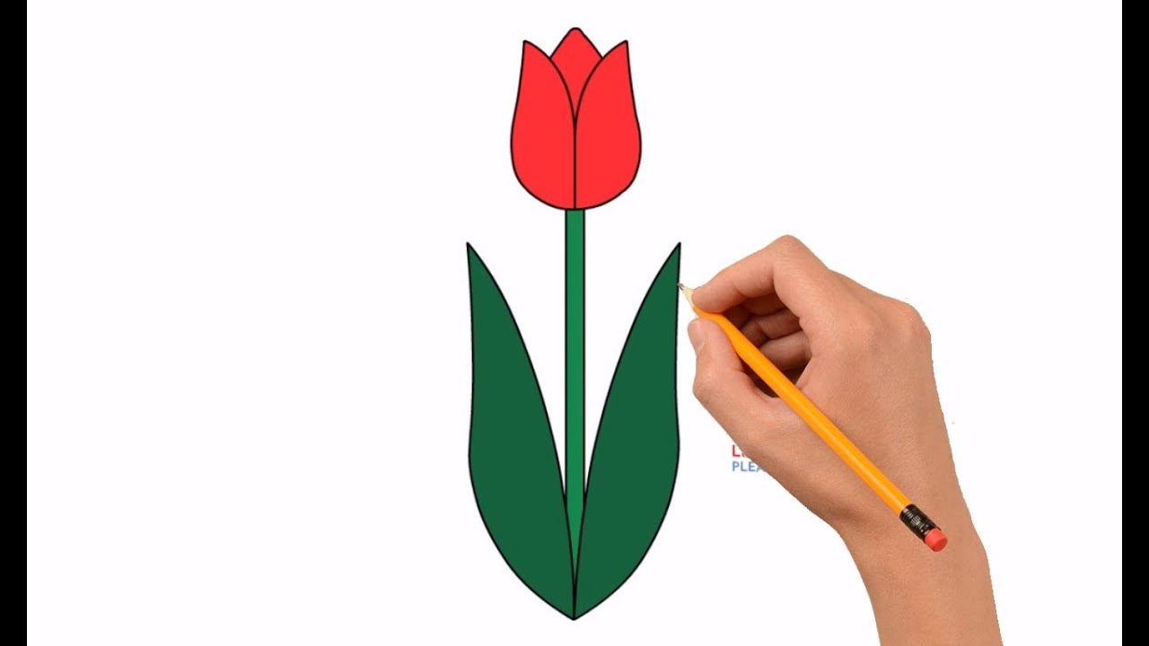 1280x720 How To Draw A Tulip Flower Step