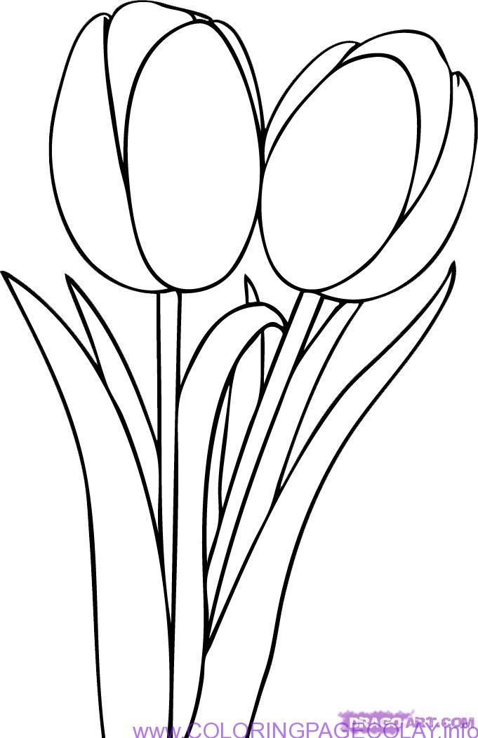 681x1052 Image Result For Tulip Flower Drawing Sketch Flowers Tulip
