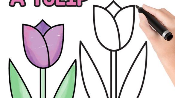 585x329 Tulip Flower Draw Easy
