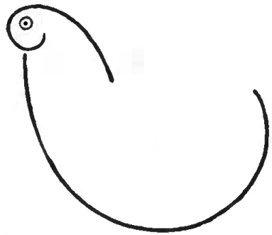 383x331 How To Draw Chickens Hens With Easy Step