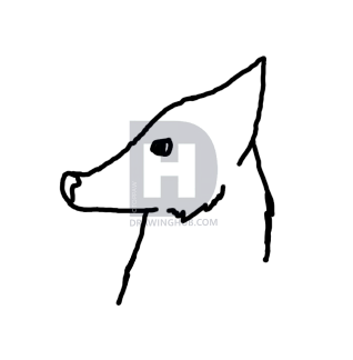 318x324 How To Draw An Easy Wolf Head, Step
